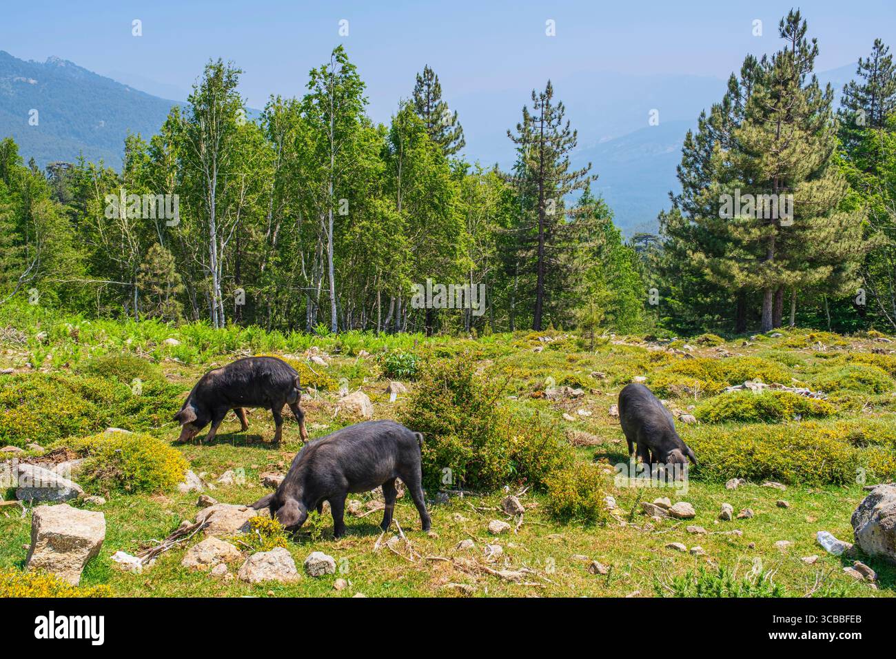 Francia, alta Corsica, Parco naturale regionale della Corsica, Albertacce, suini liberi al passo Vergio (alt: 1477 m) Foto Stock