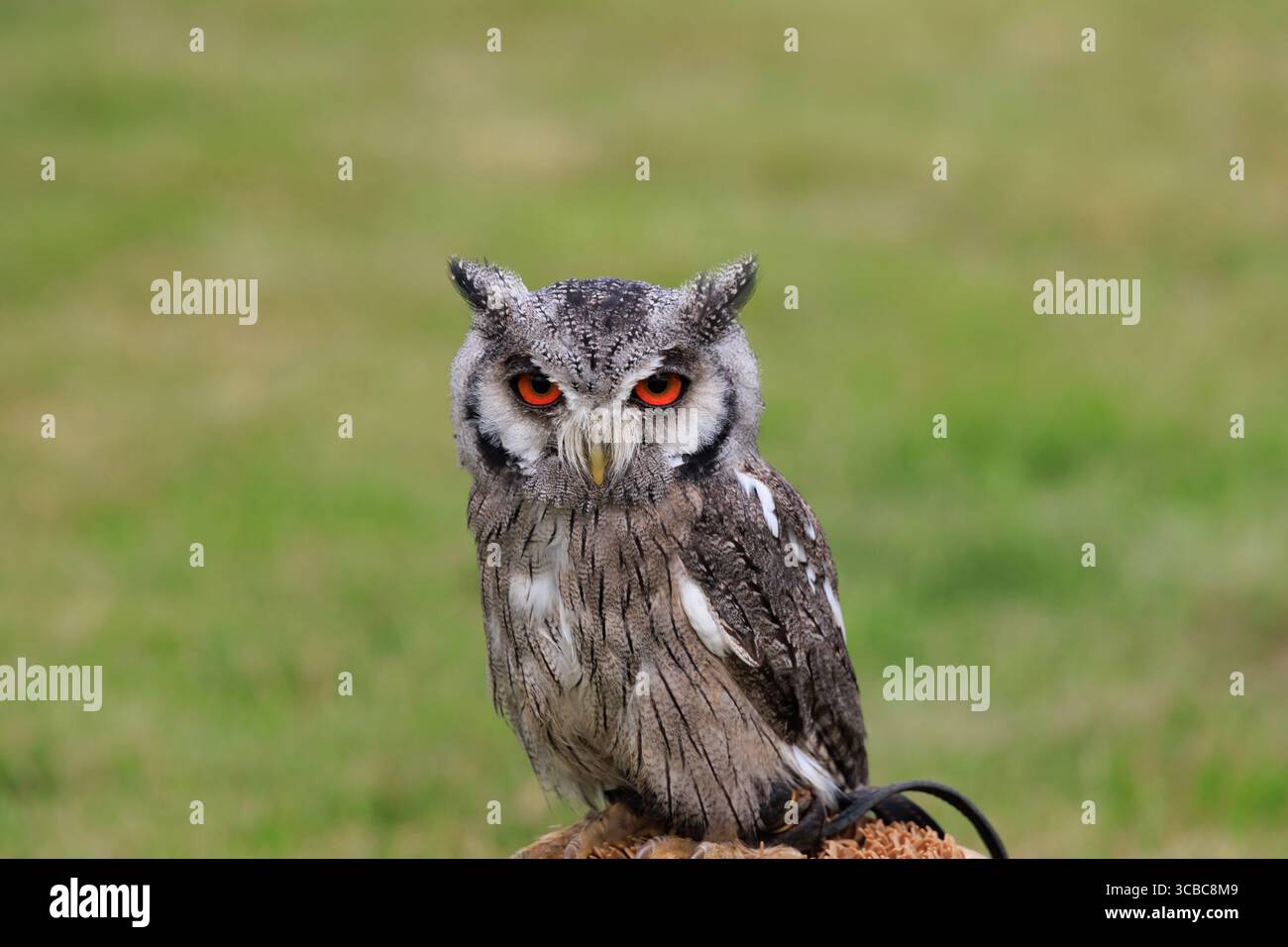Captive sudafricane, gufo bianco di Scops, Otus Ptilopsis Leucotis, con occhi arancioni brillanti. Testa e spalle contro la schiena in erba verde con messa a fuoco morbida Foto Stock
