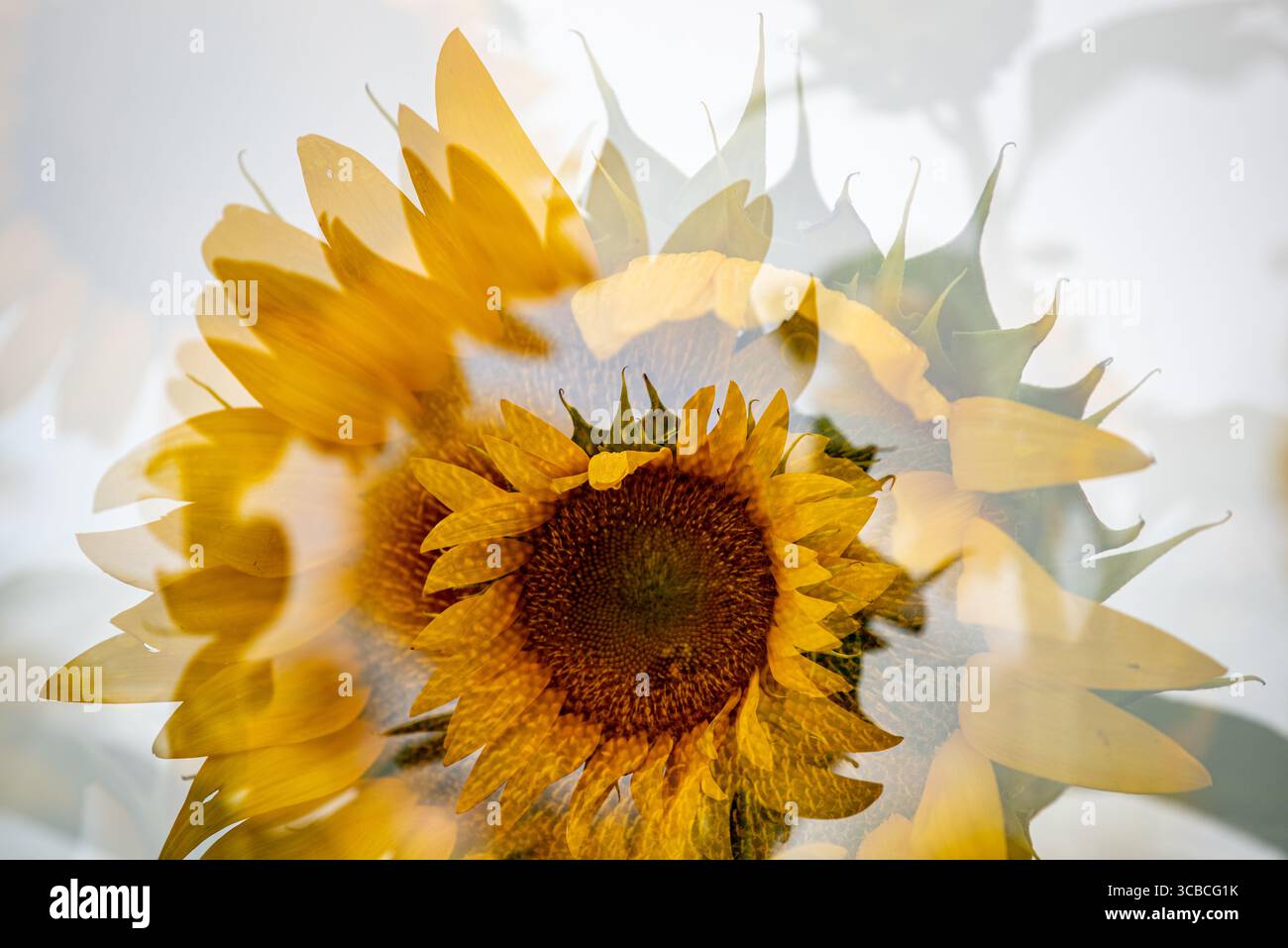 Primi piani sfocati e girasole multipli. Foto Stock