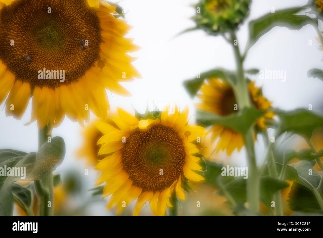 Primi piani sfocati e girasole multipli. Foto Stock