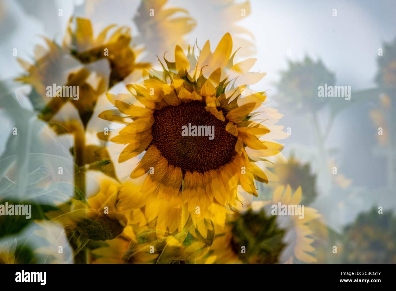 Primi piani sfocati e girasole multipli. Foto Stock