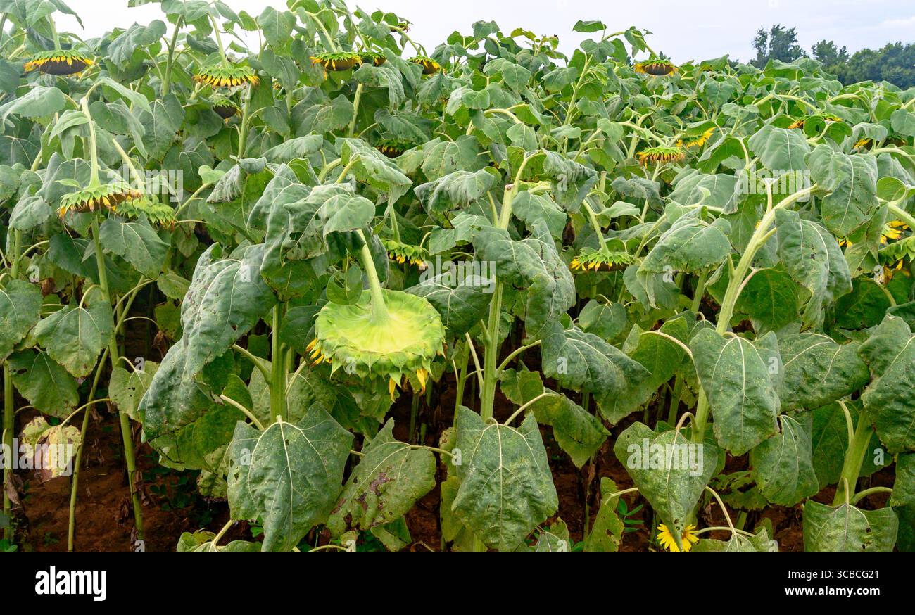 Girasoli in un campo, oltre il primo. Foto Stock