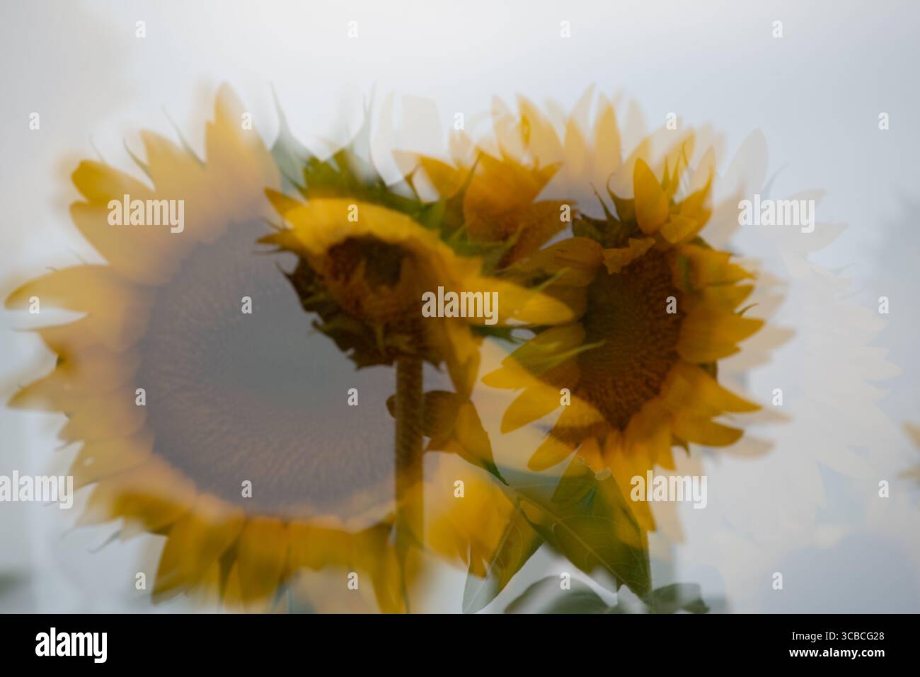 Primi piani sfocati e girasole multipli. Foto Stock