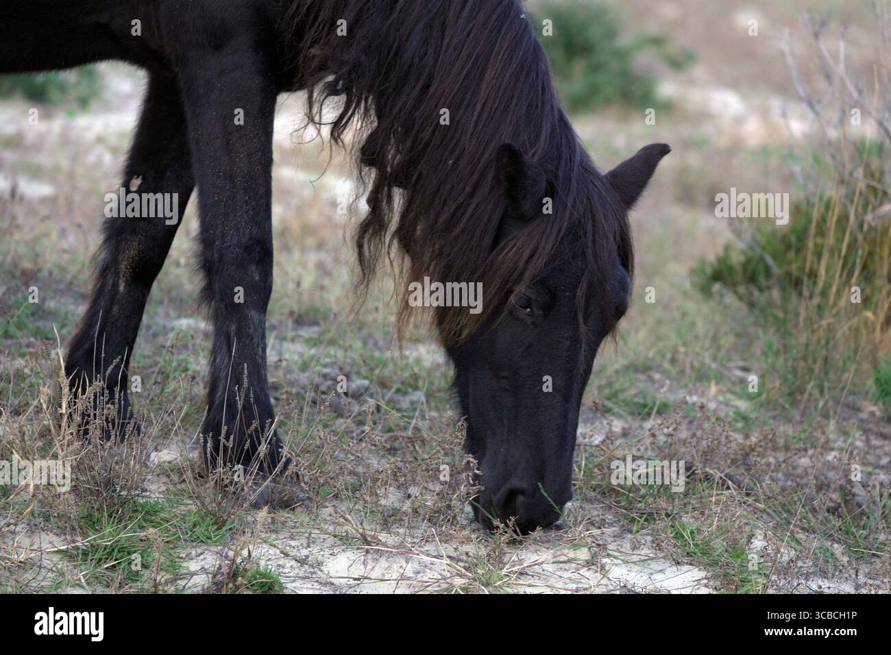20 ottobre 2023, Corolla, Outer Banks, North Carolina, USA: le storiche mandrie di Mustang coloniali spagnole vagano liberamente sulle spiagge delle Outer Banks. Questa mandria risale al XVI secolo e vive vicino alla storica città di Corolla, nelle Outer Banks della Carolina del Nord. I cavalli sono stati fotografati il 18 ottobre 2023. (Immagine di credito: © Karen Focht/ZUMA Press Wire) Foto Stock