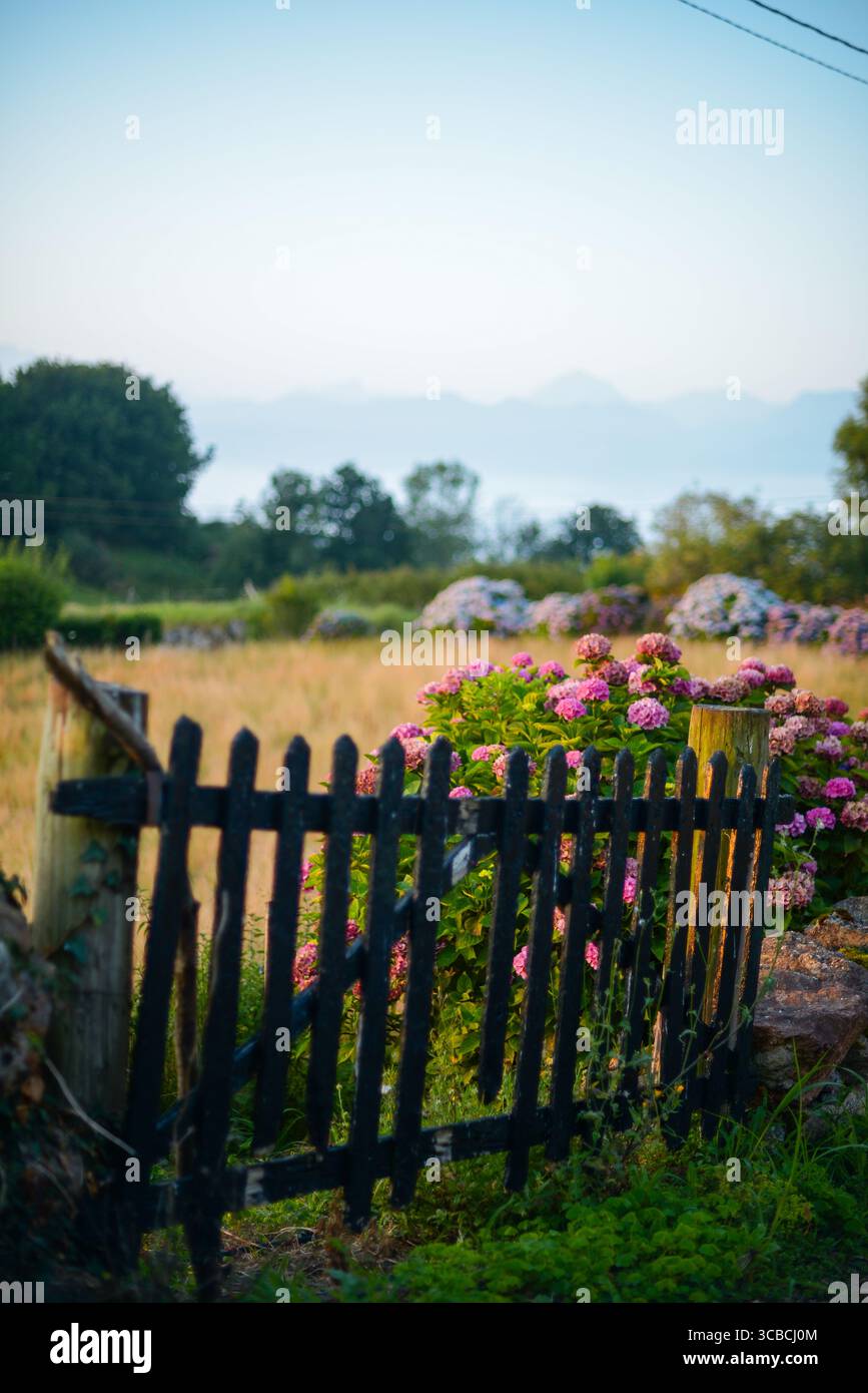 recinzione del villaggio con cespugli di hortensia Foto Stock