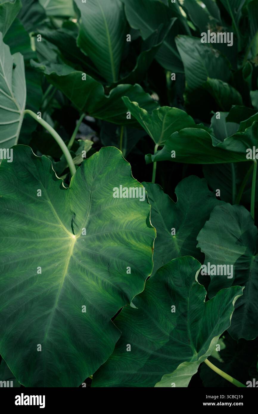 Grandi foglie di verde tropicale con una texture ricca e luce naturale. Foto Stock