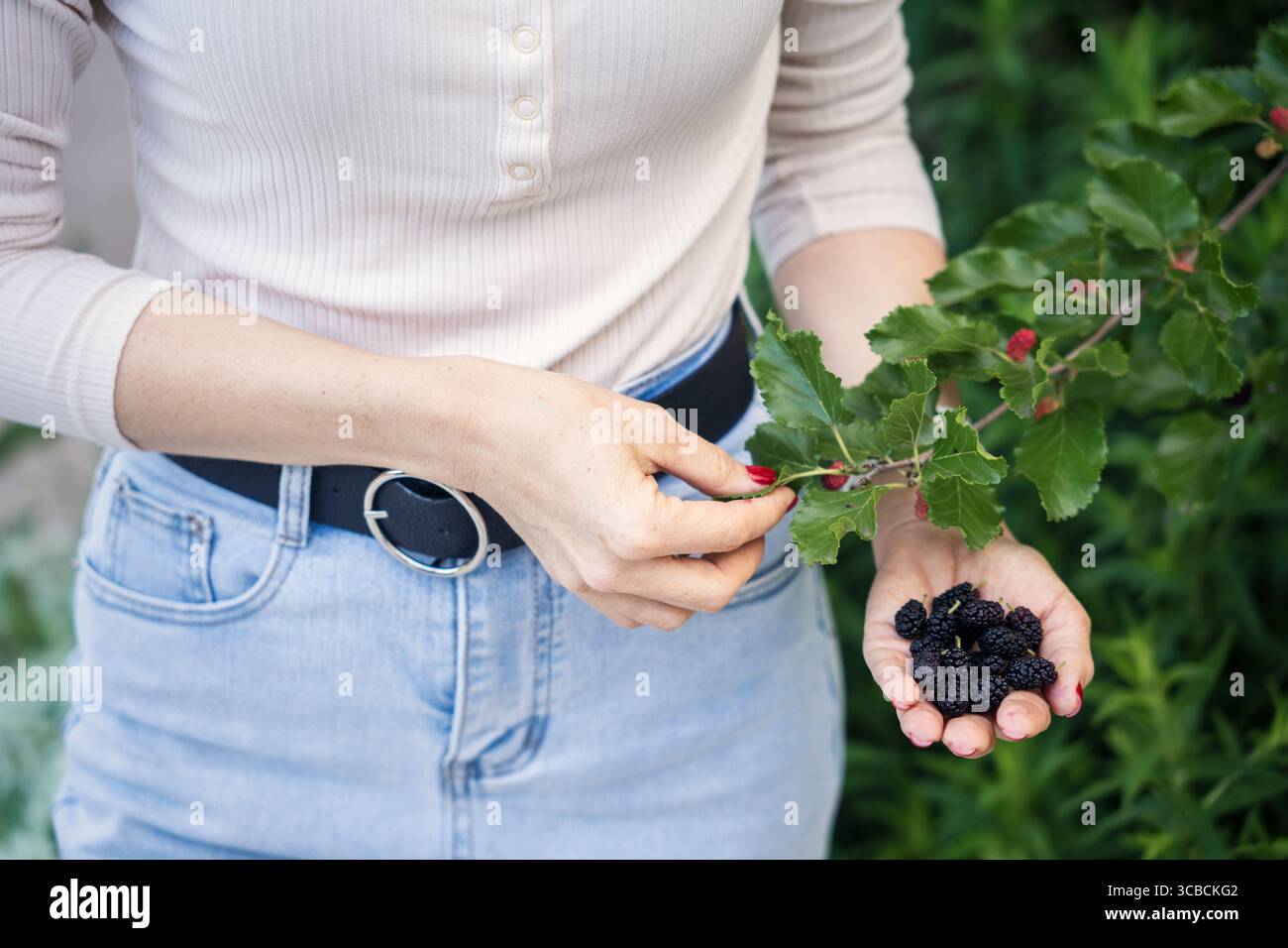 Donna che raccoglie gelsi maturi dal ramo in giardino. Foto Stock