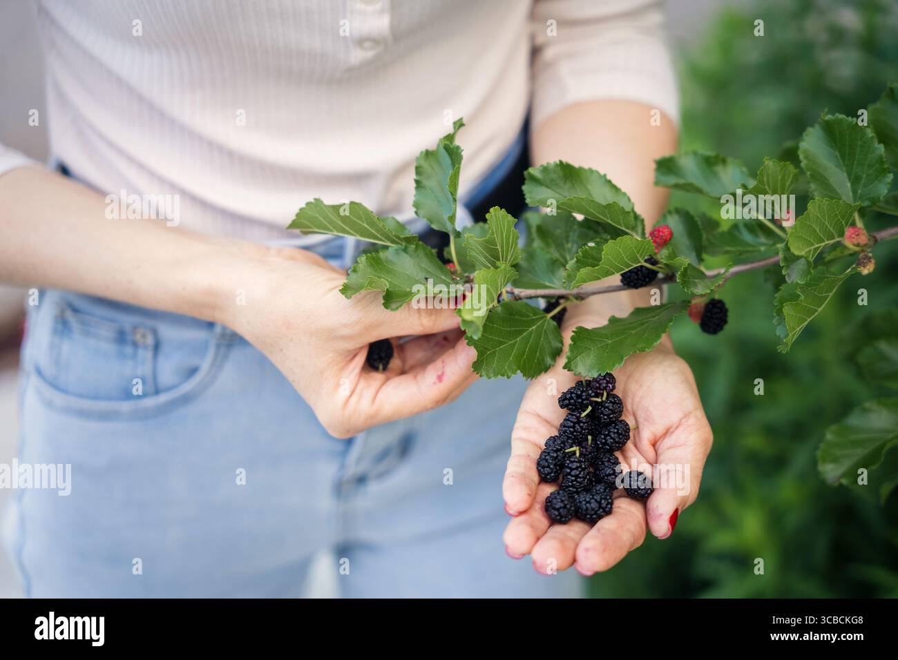 Donna che raccoglie gelsi maturi dal ramo in giardino. Foto Stock