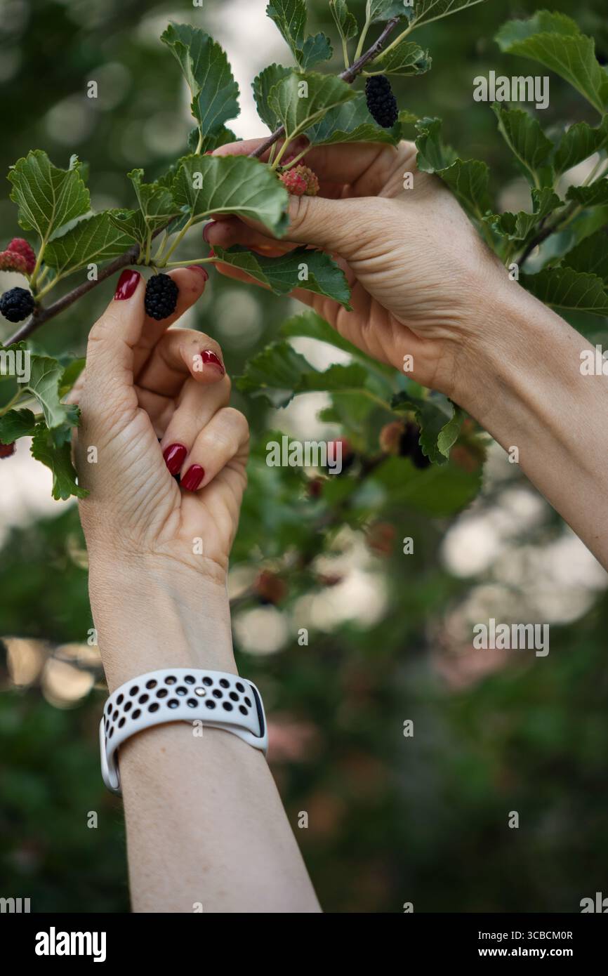 Raccolta di gelsi maturi da un albero. Mani e frutti di bosco. Foto Stock