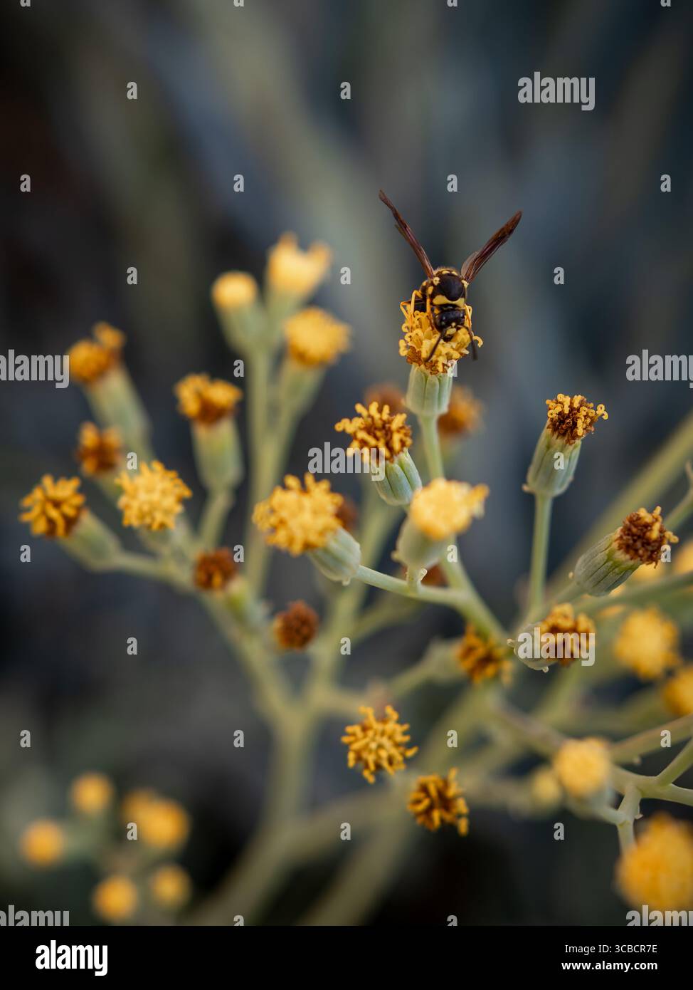 Api che raccolgono polline su piccoli fiori gialli Foto Stock