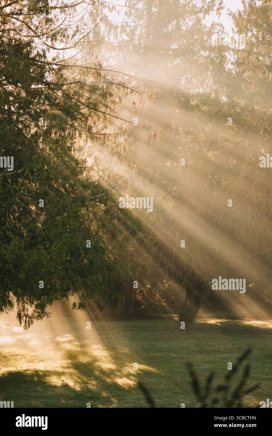 Le travi di sole scorrono attraverso gli alberi su un terreno di foresta erbosa Foto Stock