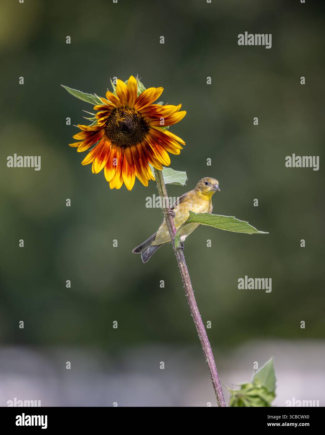 Uccello giallo si aggrappa al gambo di girasole alto in luce naturale Foto Stock