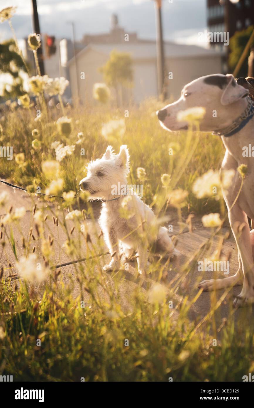2 cani in una giornata di sole Foto Stock