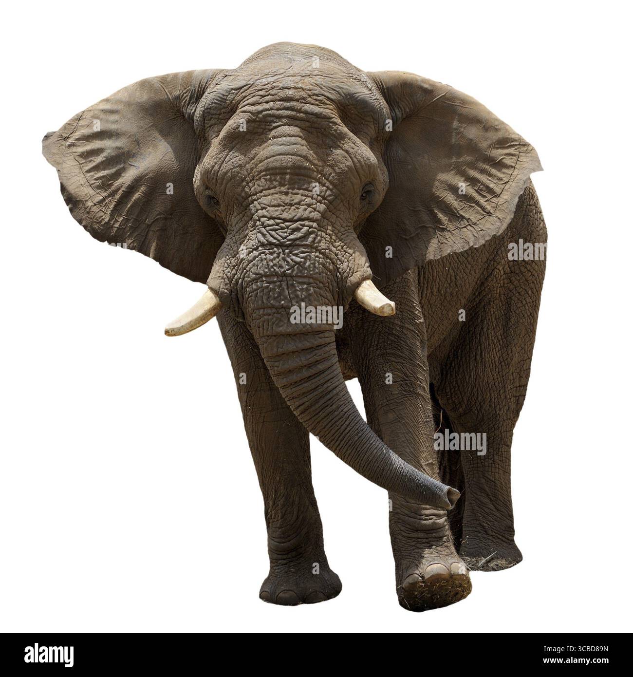 Il più grande animale di terra nel giardino zoologico Foto Stock