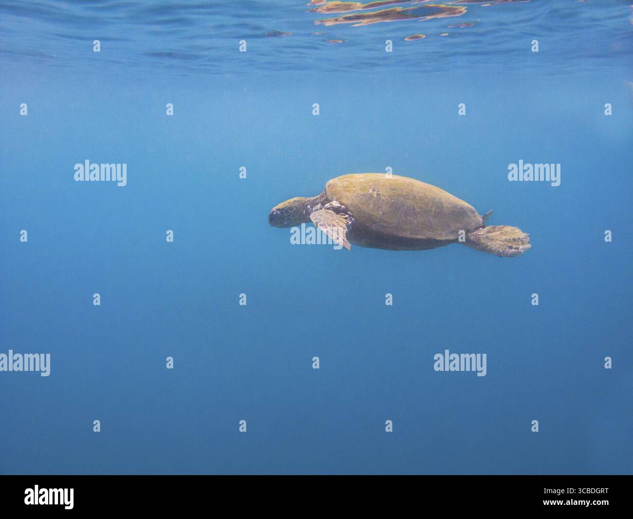 Tartarughe marine verdi che nuotano nell'oceano Foto Stock