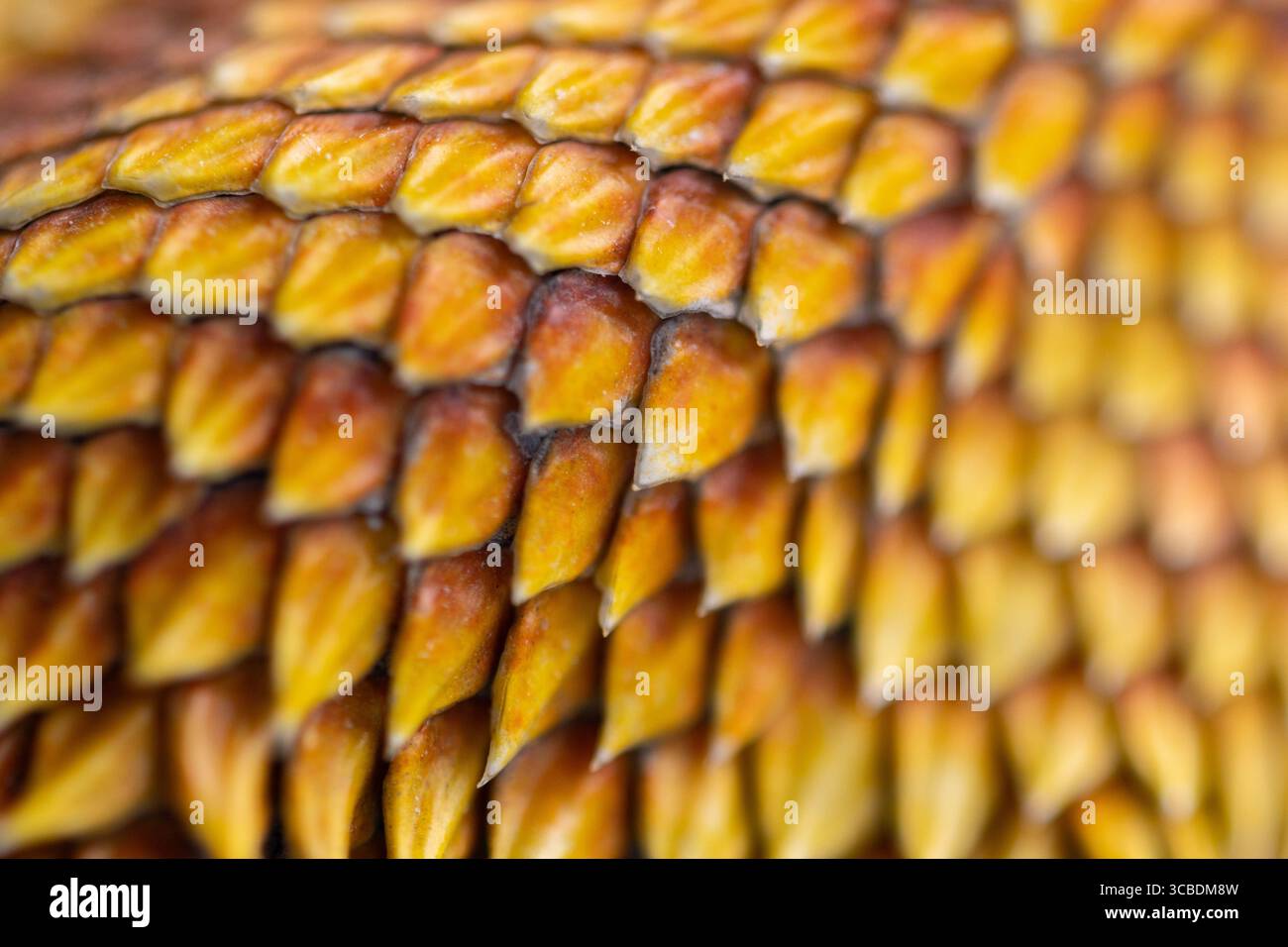 Primo piano di bilance gialle-arancioni agama Foto Stock