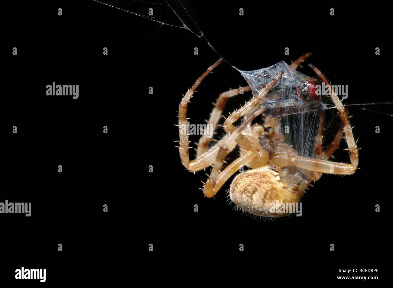 Spider avvolge la preda catturata in un bozzolo Foto Stock