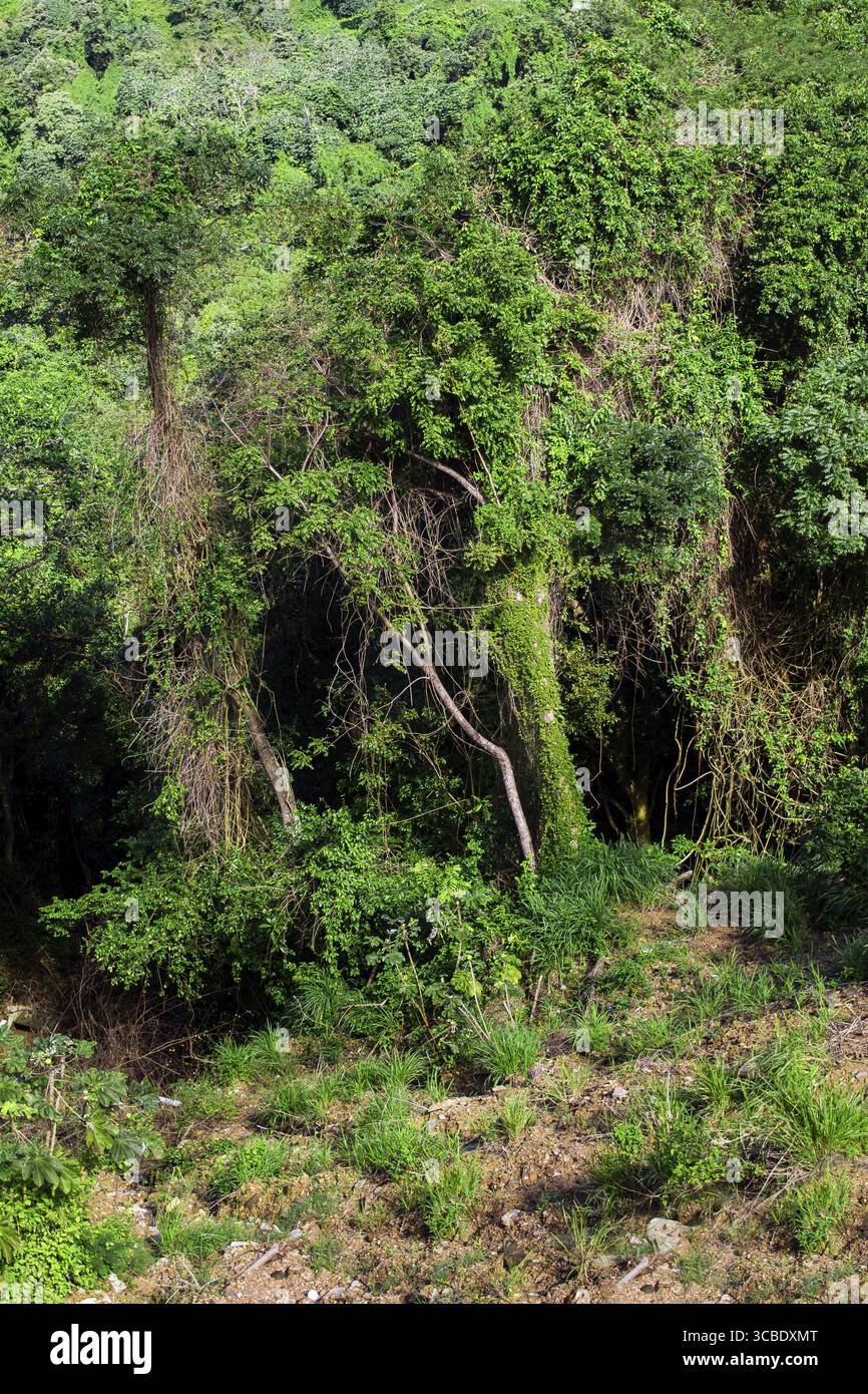Immagine texture di una giungla verde di Roatan Foto Stock