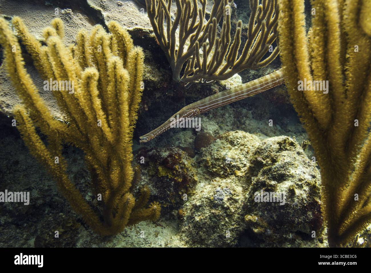 Tromba nascosta sul fondo di una barriera corallina Foto Stock