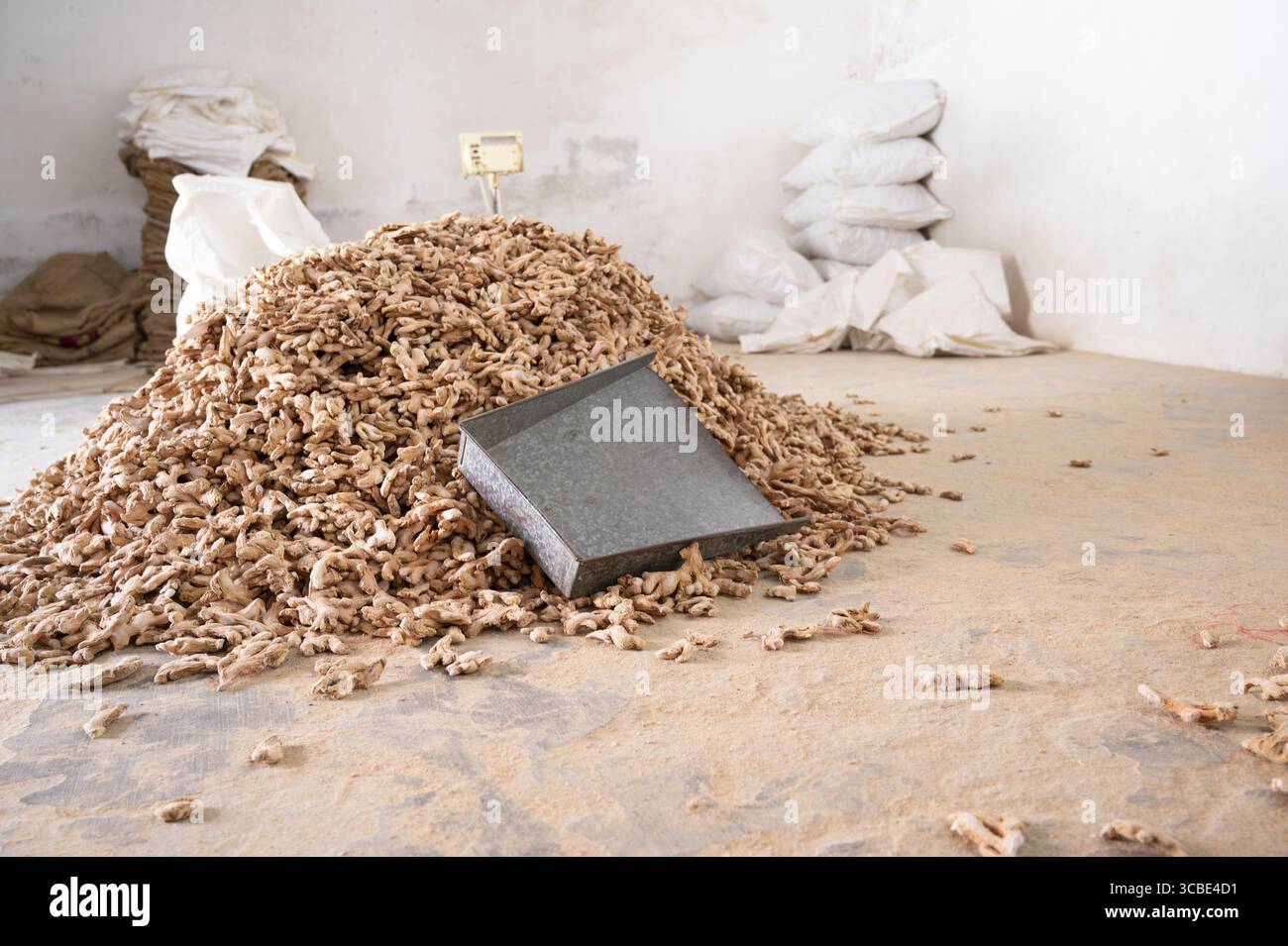 Pelo di zenzero, manifattura di spezie in India, ingrediente alimentare piccante in vendita, magazzino della catena di approvvigionamento, Kochi, Kerala Foto Stock