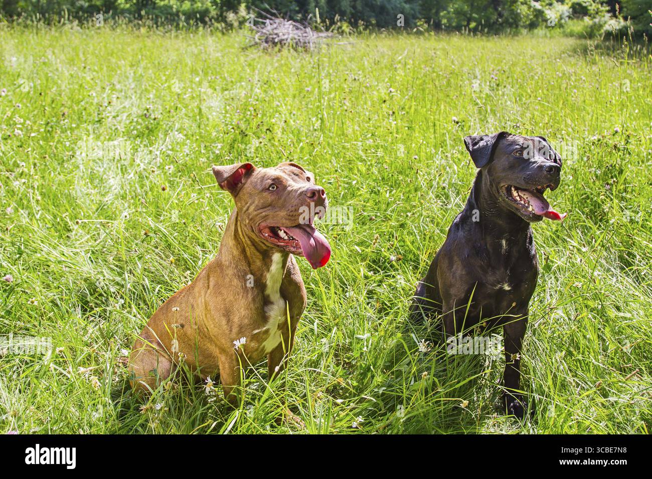 Il pitbull marrone e il labrador nero si mescolano seduti in un campo di erba con la lingua fuori Foto Stock