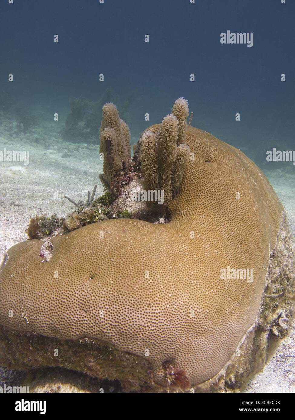 Roccia corallina sul fondo dell'oceano Foto Stock