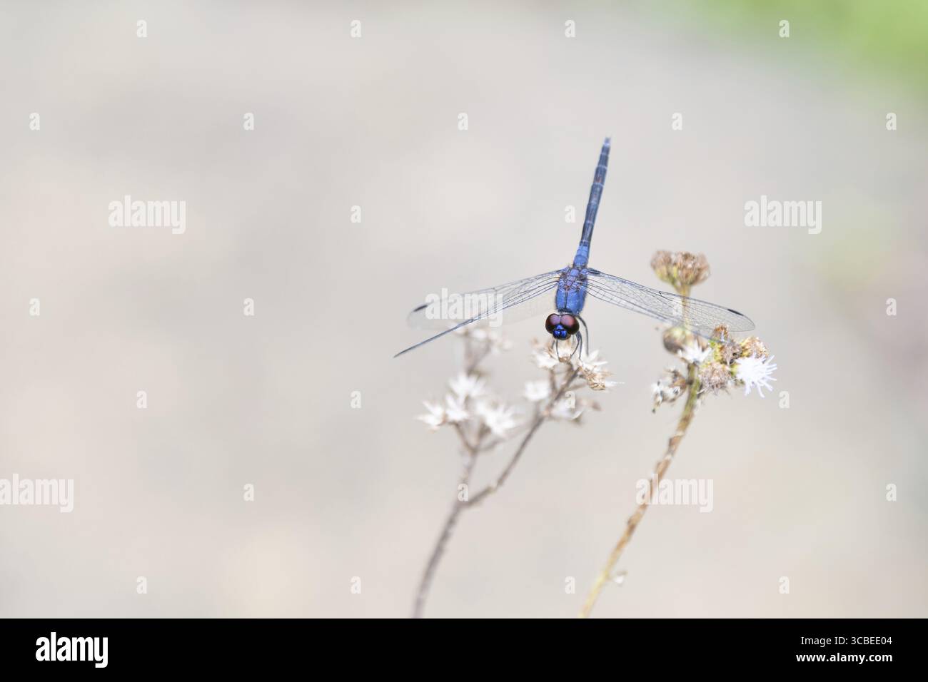 Aliante per ruscelli nero, trithemis festiva darter, libellula a goccia d'indaco, insetto maschio, blu viola, India Foto Stock