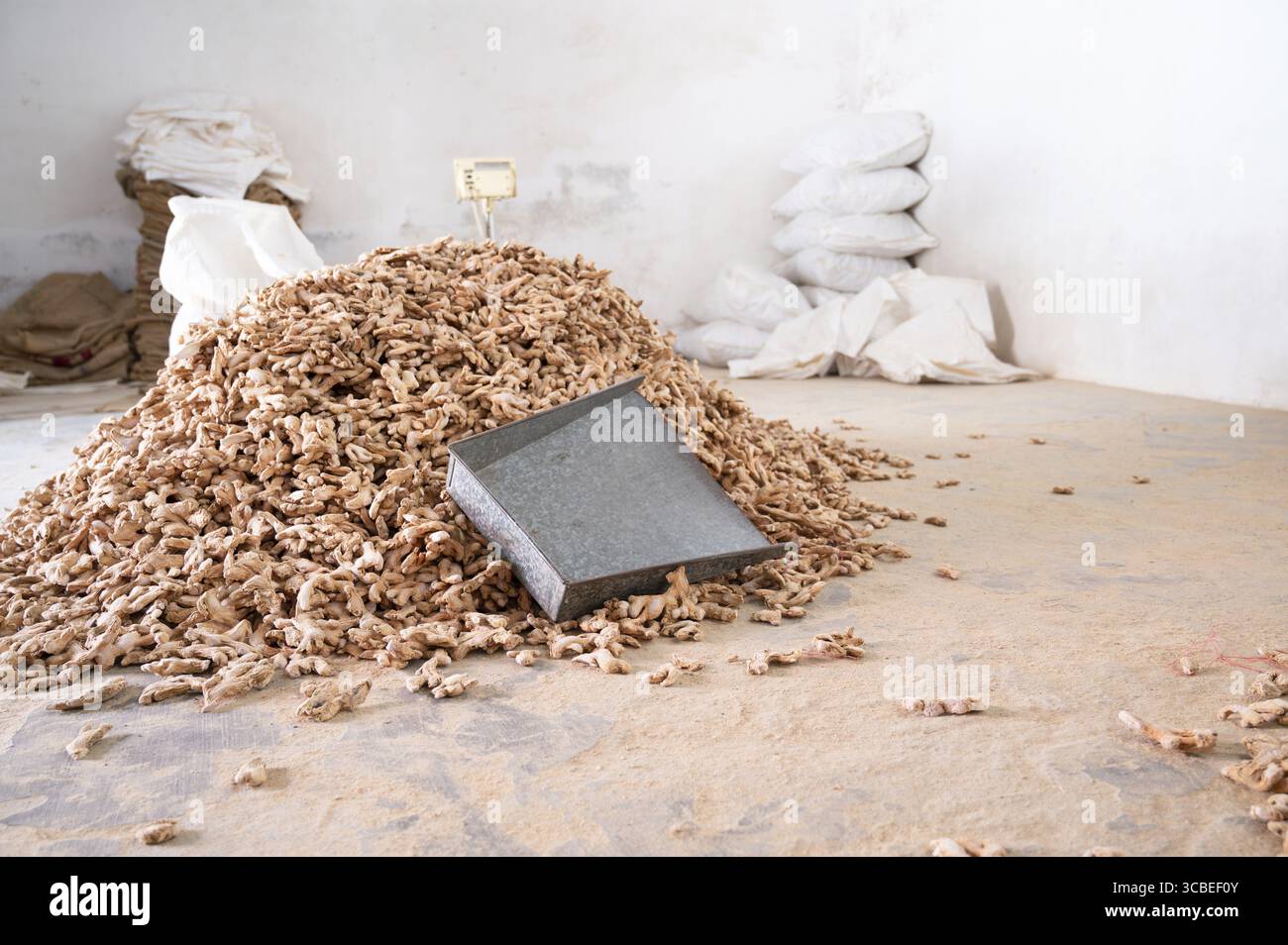 Pelo di zenzero, manifattura di spezie in India, ingrediente alimentare piccante in vendita, magazzino della catena di approvvigionamento, Kochi, Kerala Foto Stock