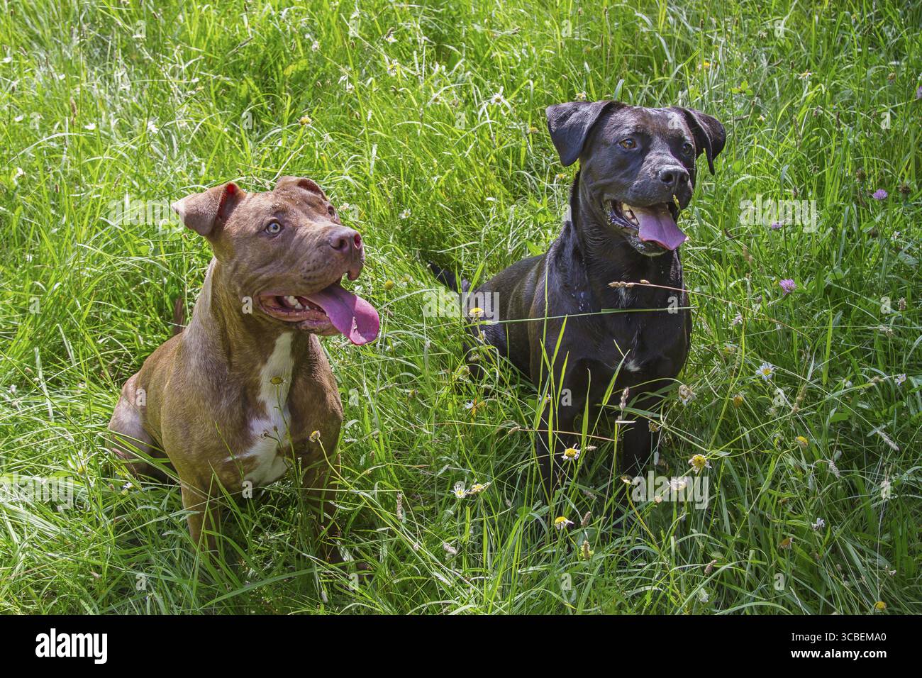 Il pitbull marrone e il labrador nero si mescolano seduti in un campo di erba con la lingua fuori Foto Stock