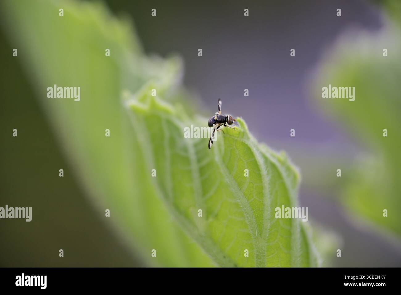 Il cardo canadese vola sulla foglia di una pianta di girasole Foto Stock