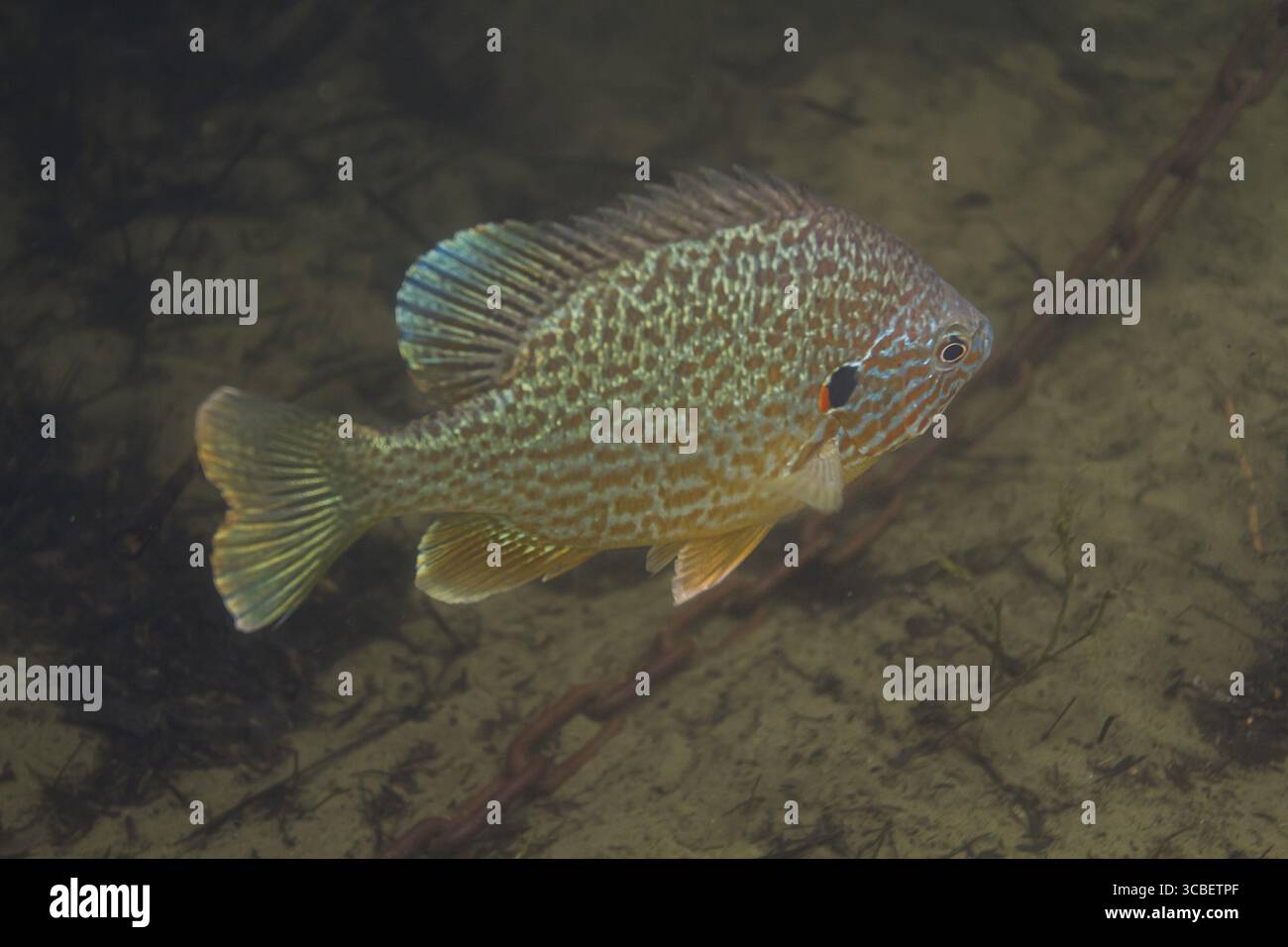 Un singolo pesce sole che nuota in acqua marrone torbida Foto Stock