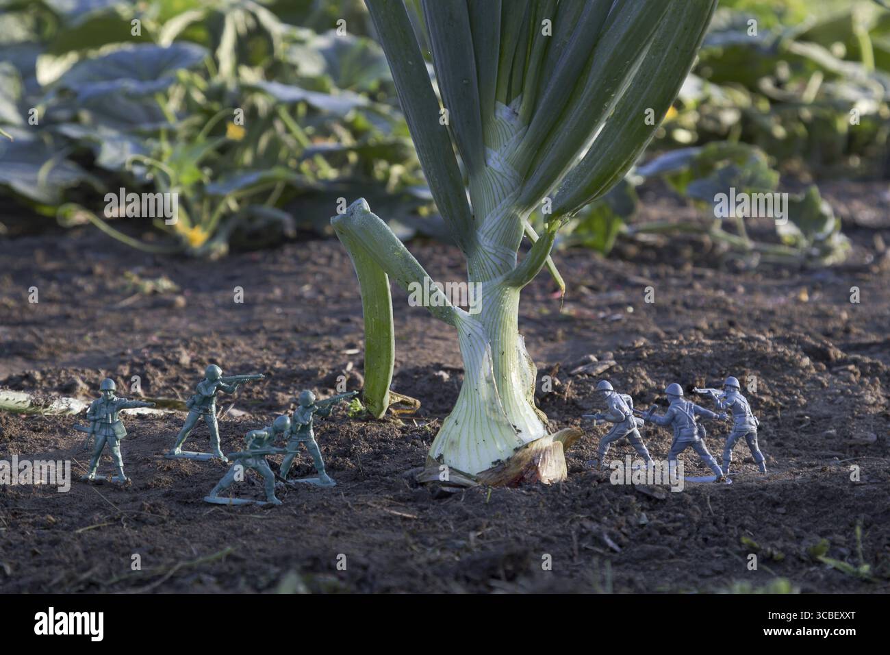 Soldato giocattolo grigio e verde che combatte per una cipolla in un giardino Foto Stock