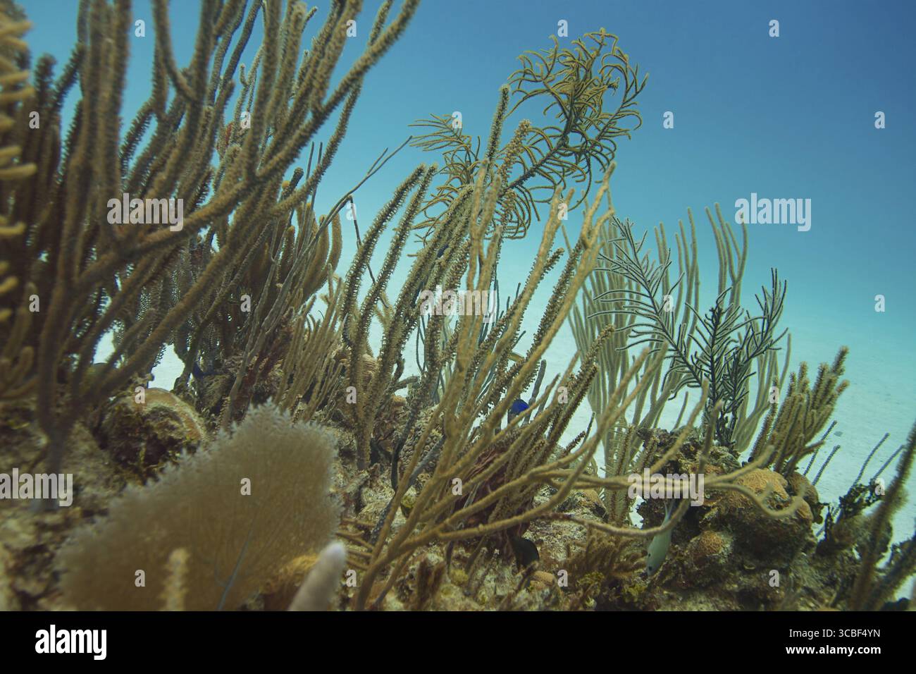 Piccoli pesci che vivono in una barriera corallina Foto Stock