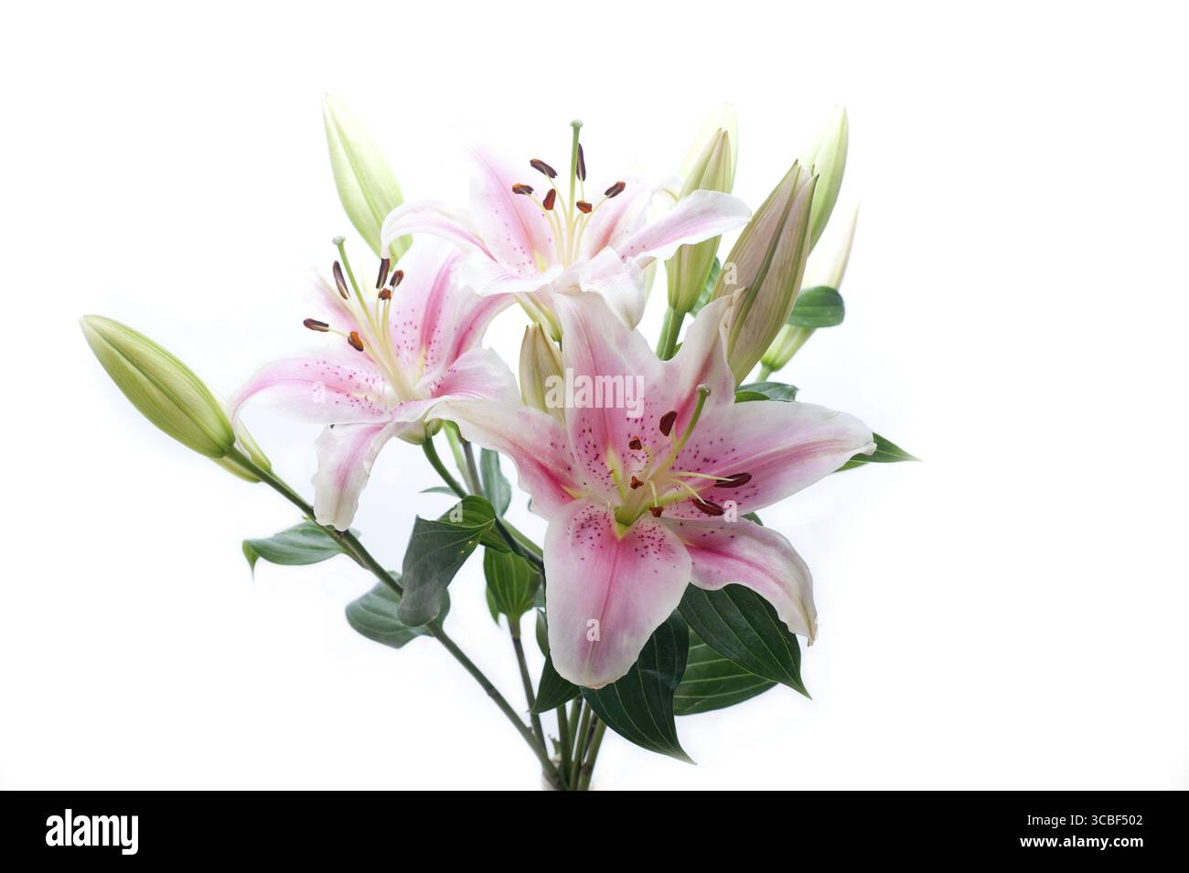 Bouquet di mazzo di fiori di giglio rosa su copyspace bianco Foto Stock