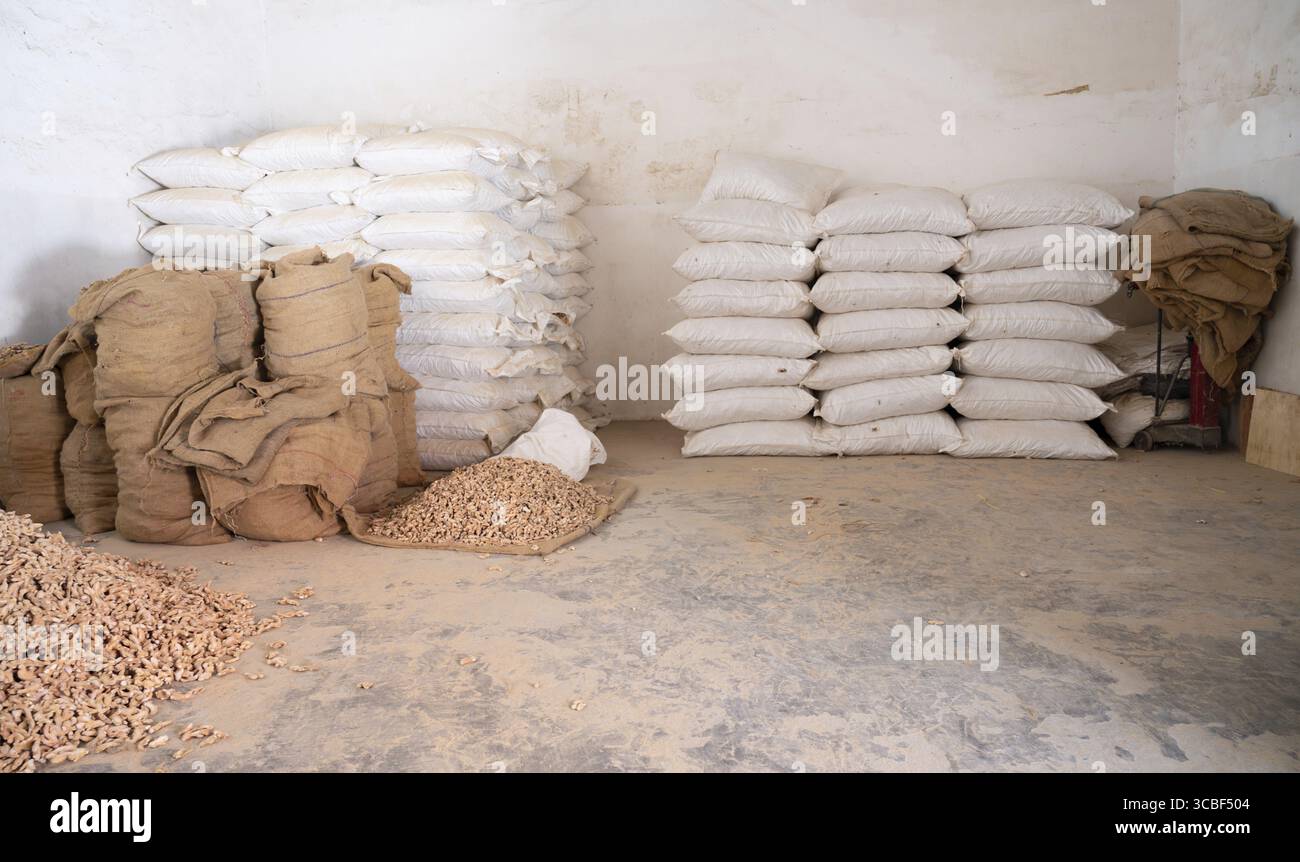 Pelo di zenzero, manifattura di spezie in India, ingrediente alimentare piccante in vendita, magazzino della catena di approvvigionamento, Kochi, Kerala Foto Stock