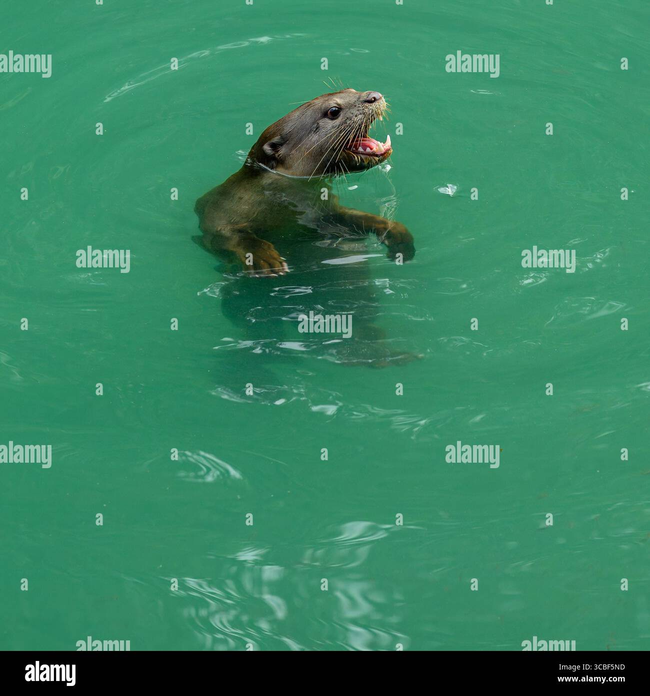 Una giocosa lontra orientale piccola che chiede cibo al Kilim Geoforest Park, Langkawi, Kedah, Malesia Foto Stock
