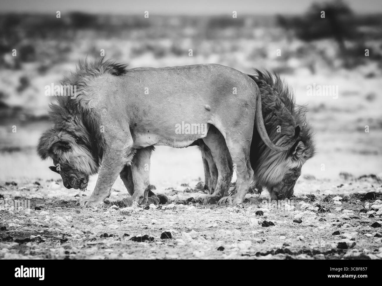 Immagine in bianco e nero di due leoni maschili che si avvicinano e annusando il terreno nel Parco Nazionale di Etosha, in Namibia, creando un'illusione ottica Foto Stock