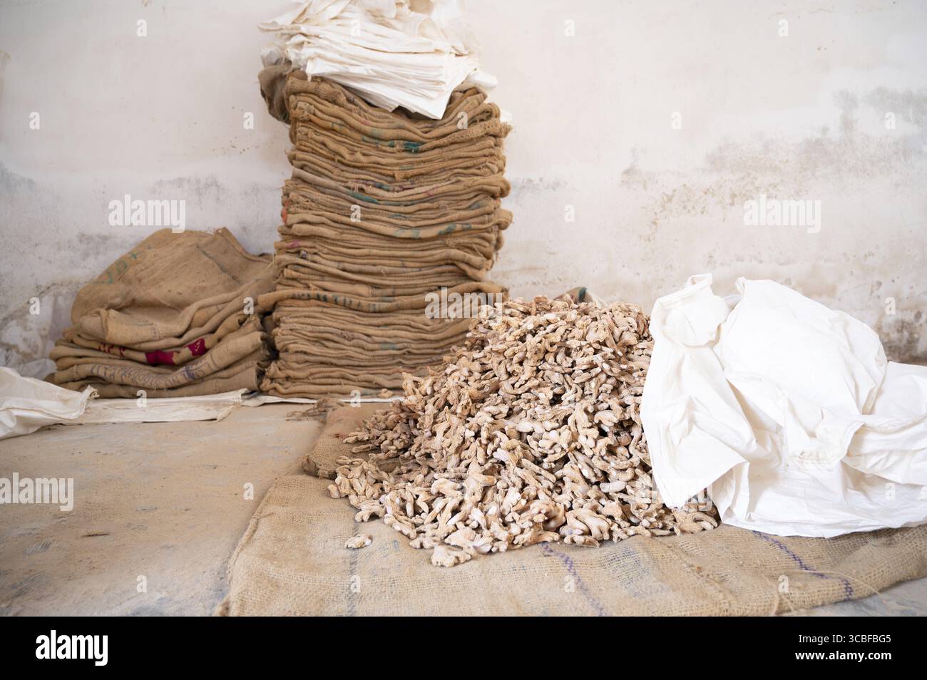 Pelo di zenzero, manifattura di spezie in India, ingrediente alimentare piccante in vendita, magazzino della catena di approvvigionamento, Kochi, Kerala Foto Stock