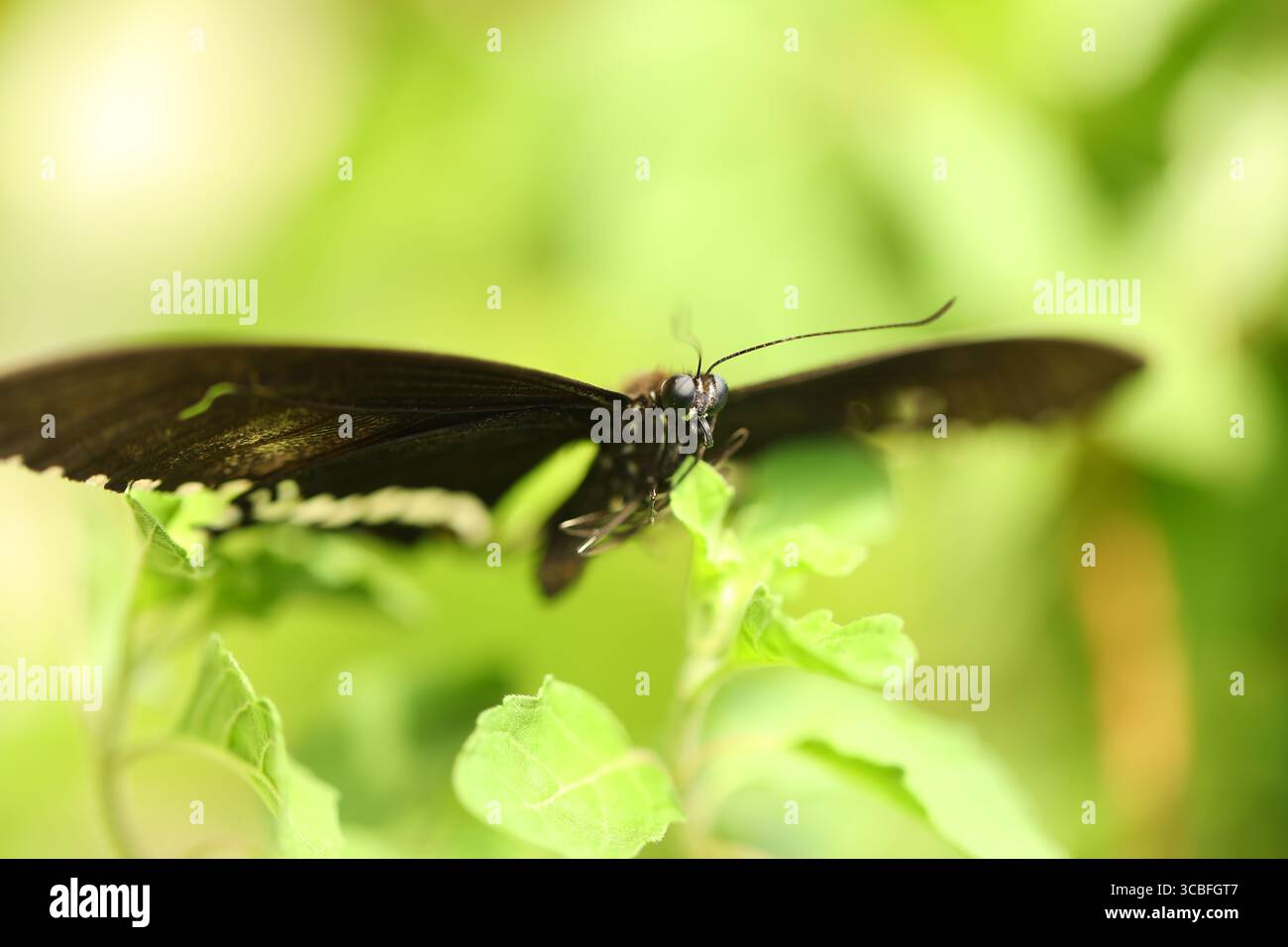 Il burro vola su un colpo di Leaf Macro Foto Stock