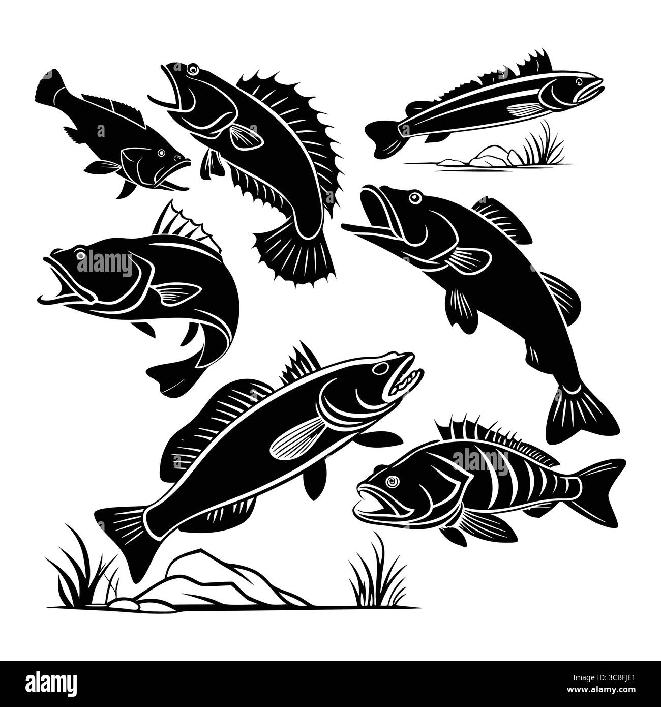 Set di illustrazioni di pesce persico australiano bianco e nero in diverse pose dinamiche Illustrazione Vettoriale