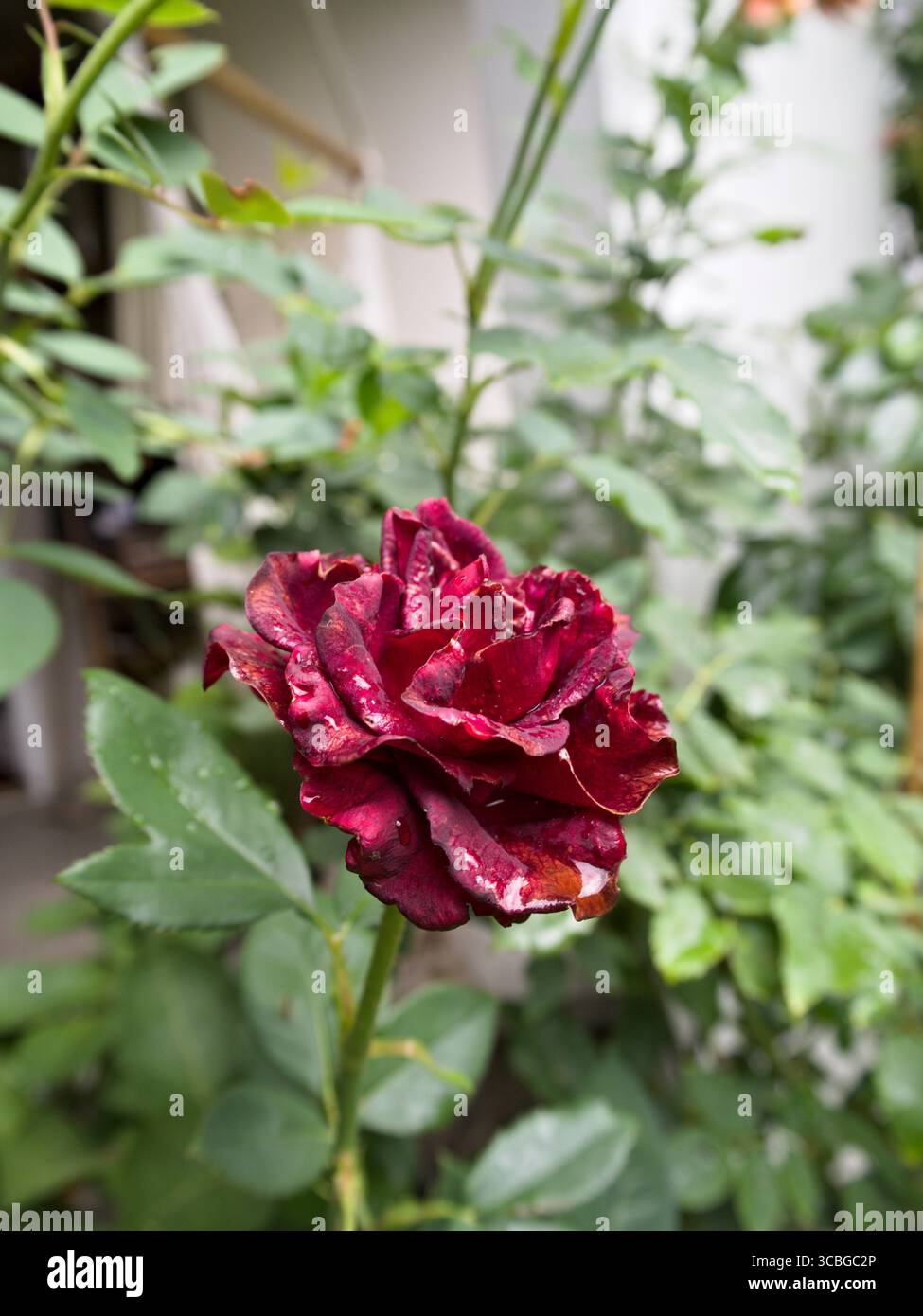 Romantiche rose rosse fiorite con gocce d'acqua su un vivace fogliame verde. Foto Stock