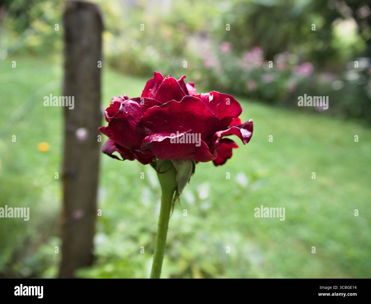 Vista laterale ravvicinata di una rosa rossa con petali bagnati incorniciati da lussureggianti foglie verdi. Foto Stock