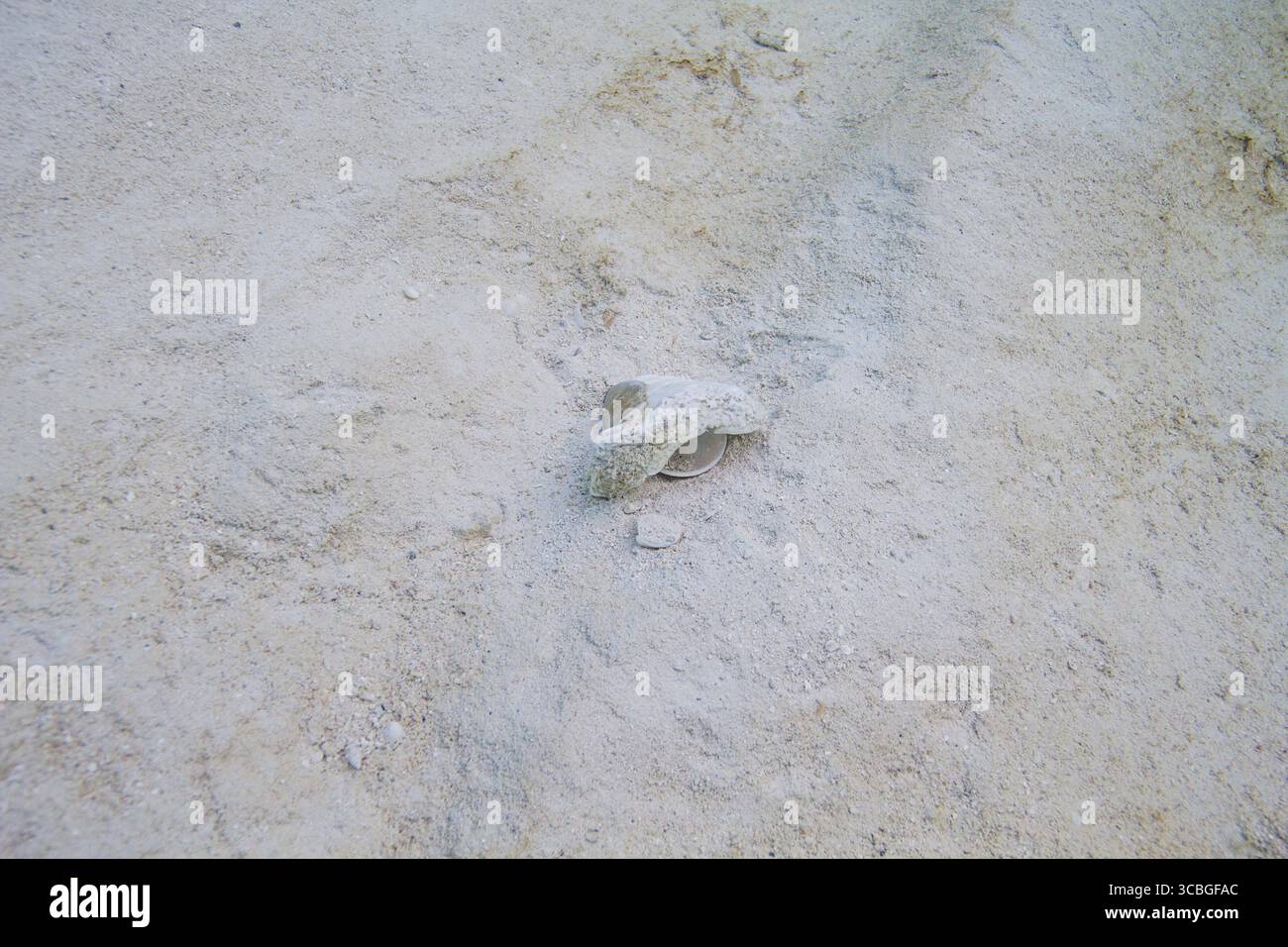 Il Seashell si è rotto sul fondo dell'oceano sabbioso Foto Stock