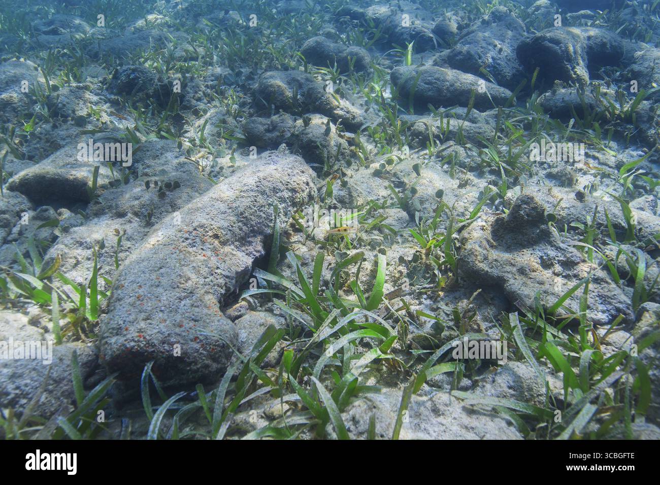 Algea verde che cresce sul fondo del mare con un solo pesce Foto Stock