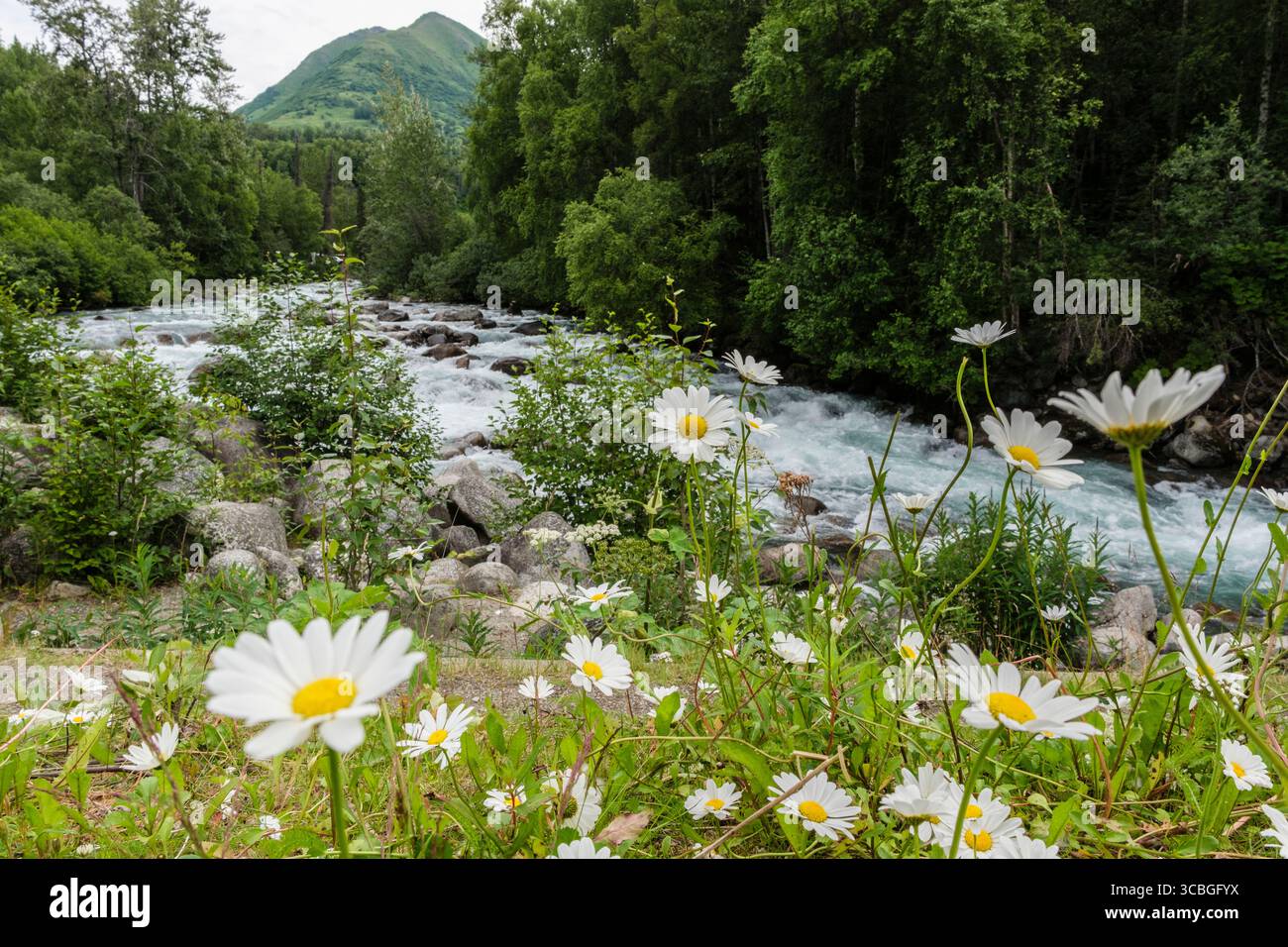Fiori di margherite selvatiche che fioriscono in acqua fluente veloce nel fiume Little Susitna a Willow Creek, Hatcher Pass, Willow, Wasilla, Alaska, STATI UNITI Foto Stock