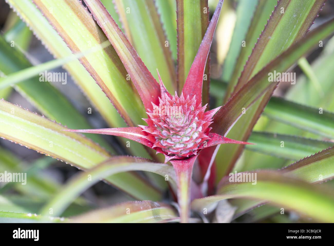 Ananas coltivato sul campo, pianta da frutta tropicale in piantagione in India, agricoltura, cibo biologico Foto Stock