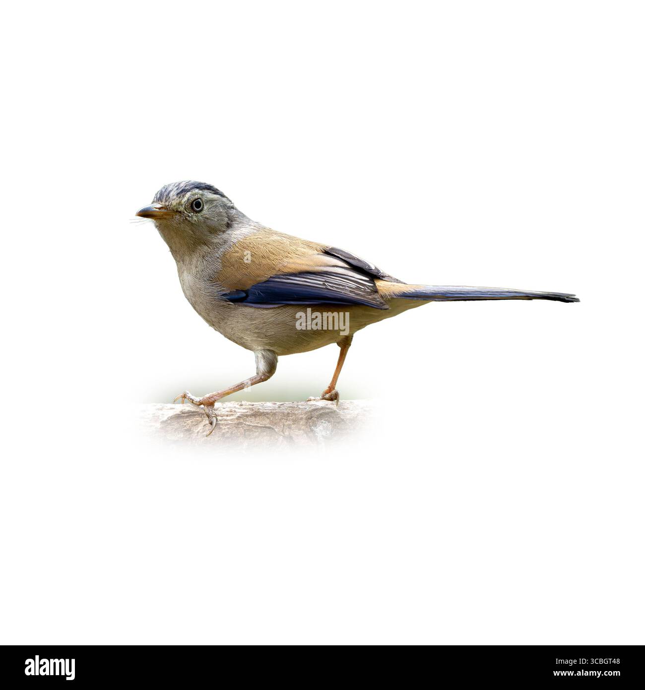 Primo piano di una Minla dalle ali blu che si erge su un ramo, caratterizzata da piume marrone chiaro, ali e coda blu vivaci e raffinati dettagli piumati su una cl Foto Stock