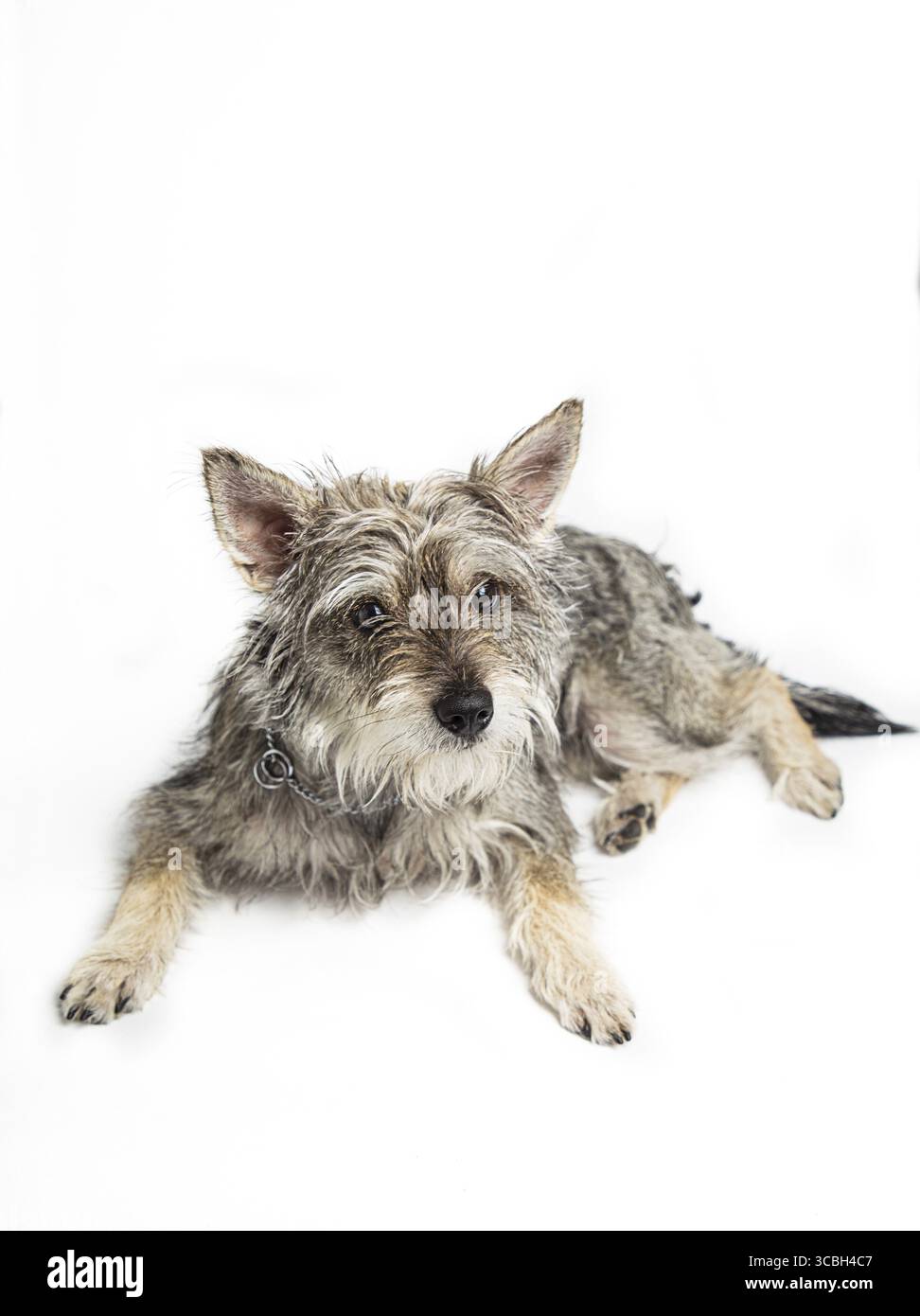Miscela di schnauzer minature, isolata su sfondo bianco, che si stende e guarda in alto Foto Stock
