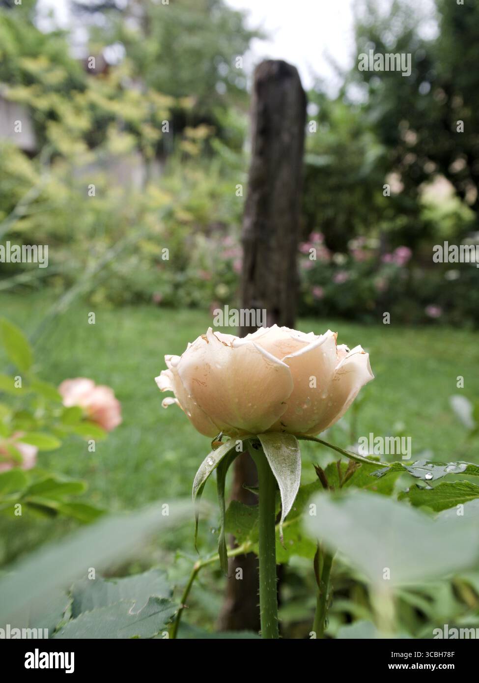 Rosa di pesca pallida in fiore con gocce di pioggia, primo piano in giardino. Foto Stock