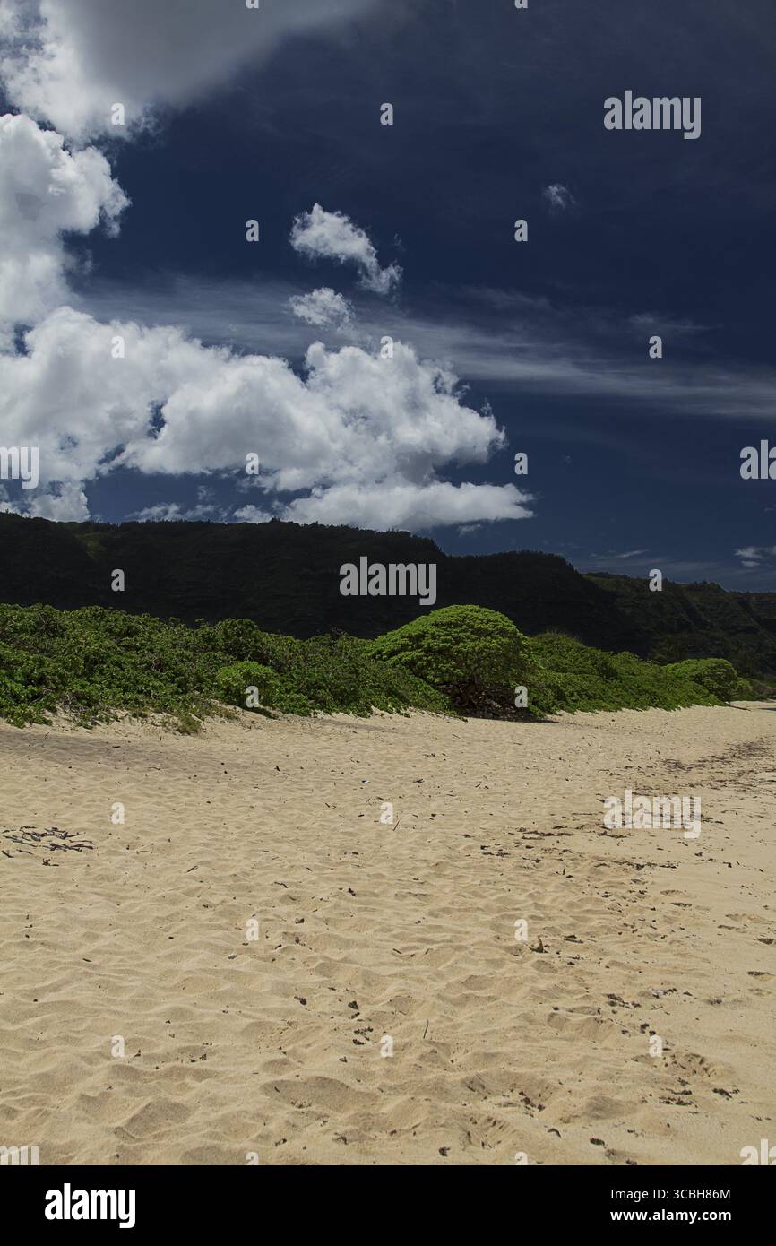 Cespuglio verde sulla cima di una duna di sabbia dominata dalla montagna Foto Stock